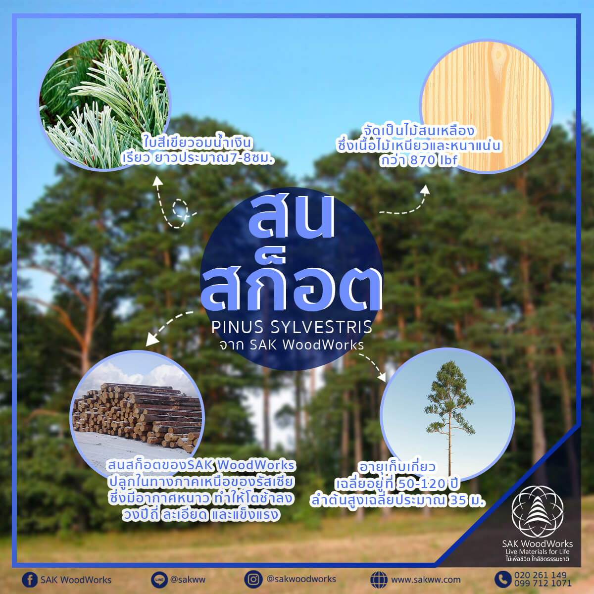 Pinus Sylvestris,ชนิดของไม้สน,ไม้สน,ต้นสน